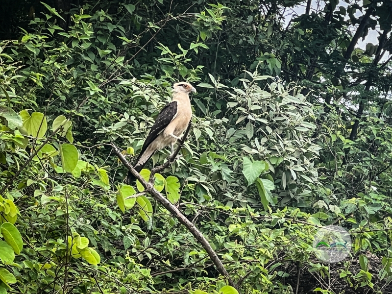 38135