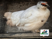 A4E8943B-D6CC-4AB0-BED3-46222761BAA1