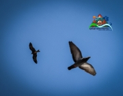 60B1430F-E488-4C65-B080-184F8D4E9448